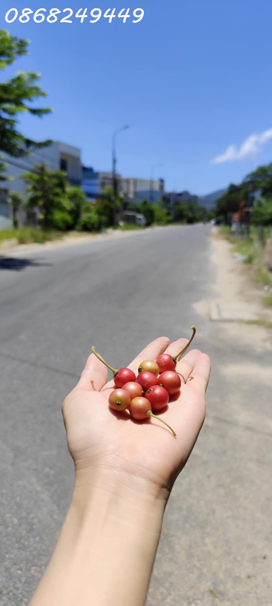 🌹 Đất đẹp Sơn Trà, vị trí đỉnh, gần cầu Rồng, gần biển Mỹ Khê, ô tô thông thẳng.