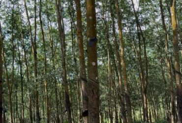 ĐẤT ĐẸP TÂN LỢI – ĐỒNG PHÚ, 2HA CAO SU – CHỈ 3 TỶ