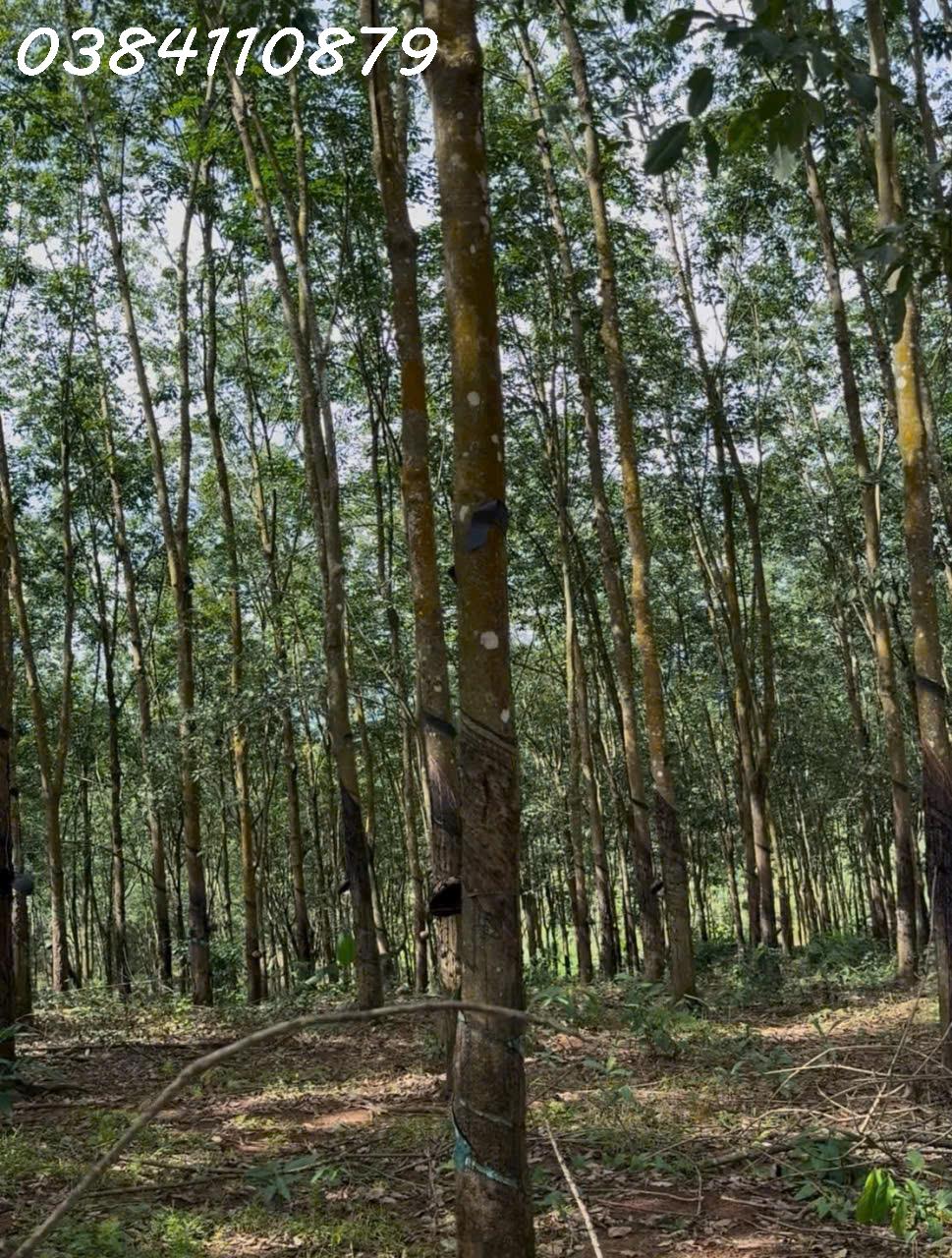 ĐẤT ĐẸP TÂN LỢI – ĐỒNG PHÚ, 2HA CAO SU – CHỈ 3 TỶ