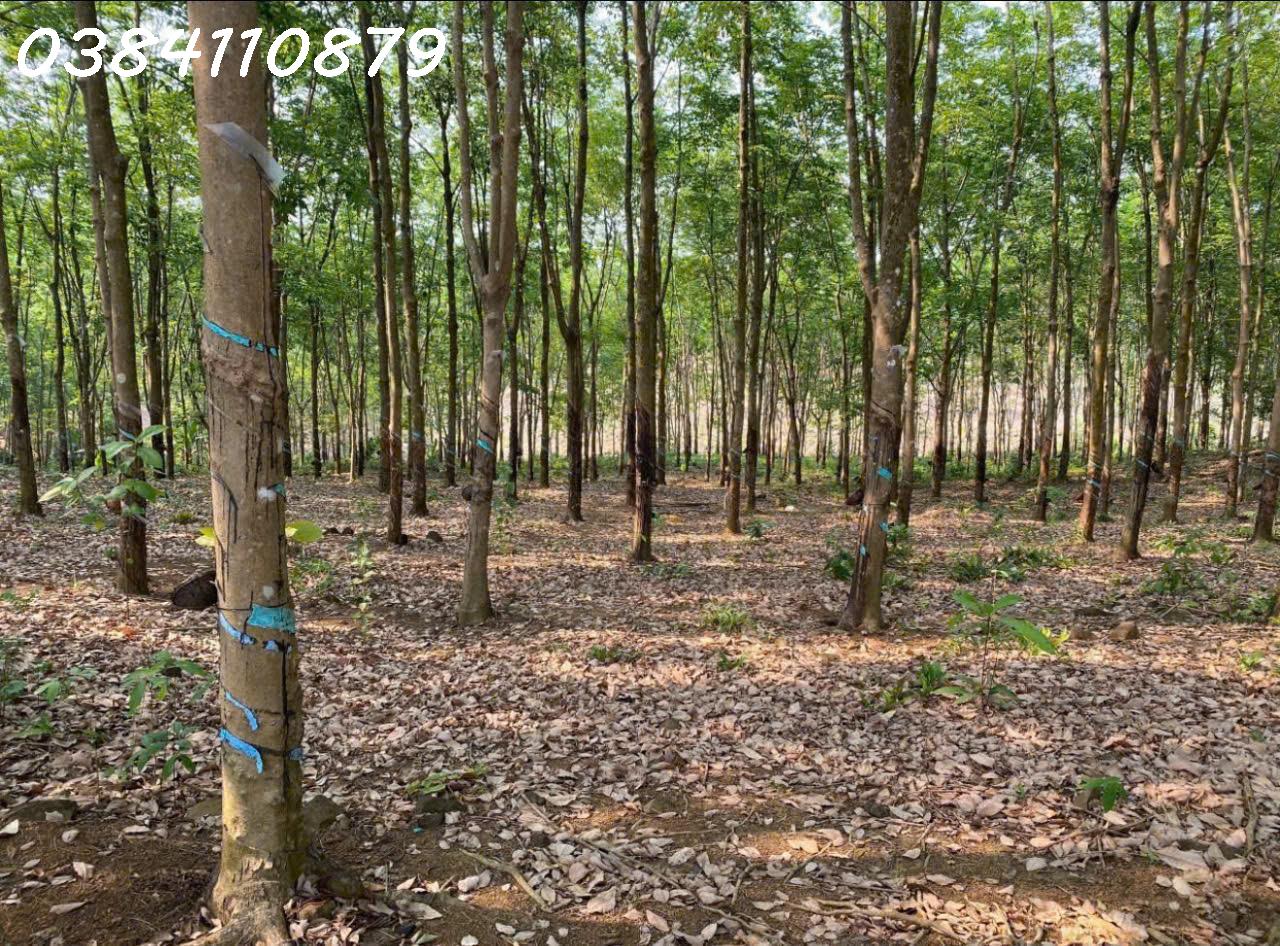 ĐẤT ĐẸP TÂN LỢI – ĐỒNG PHÚ, 2HA CAO SU – CHỈ 3 TỶ