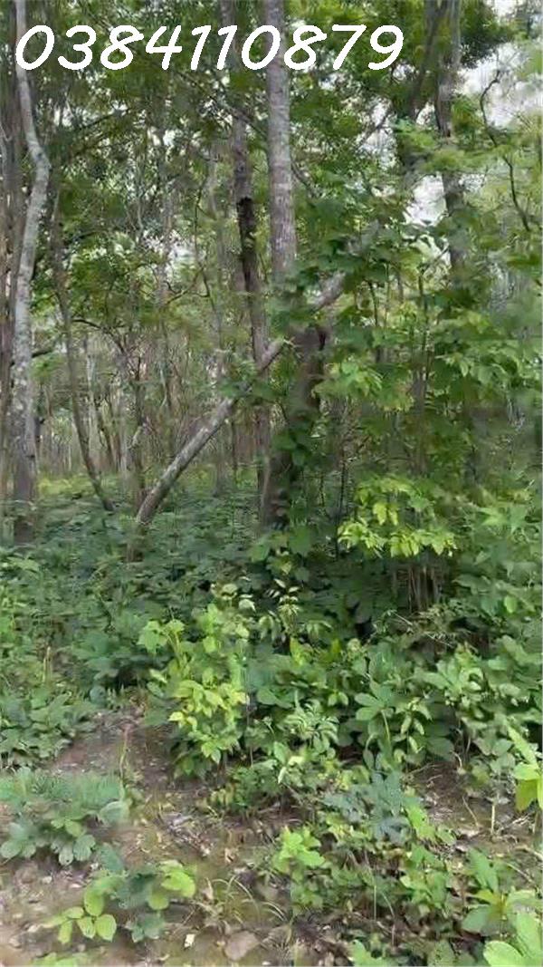 🌟 CHUYỂN NHƯỢNG 160 HECTA ĐẤT DỰ ÁN – HÀM TÂN, BÌNH THUẬN 🌟