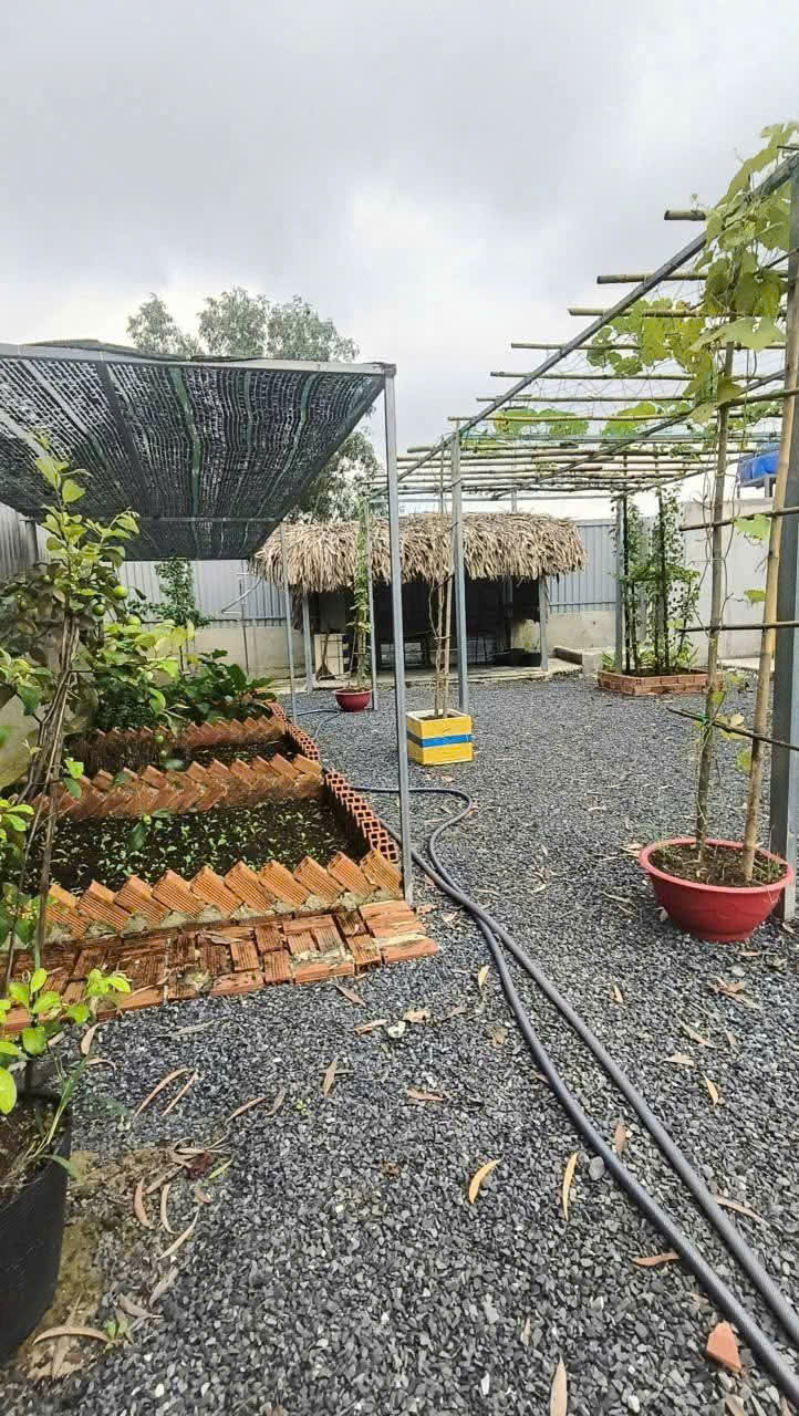 CHÍNH CHỦ BÁN VƯỜN CÂY ĂN TRÁI NGHỈ DƯỠNG – THỚI TAM THÔN, HÓC MÔN