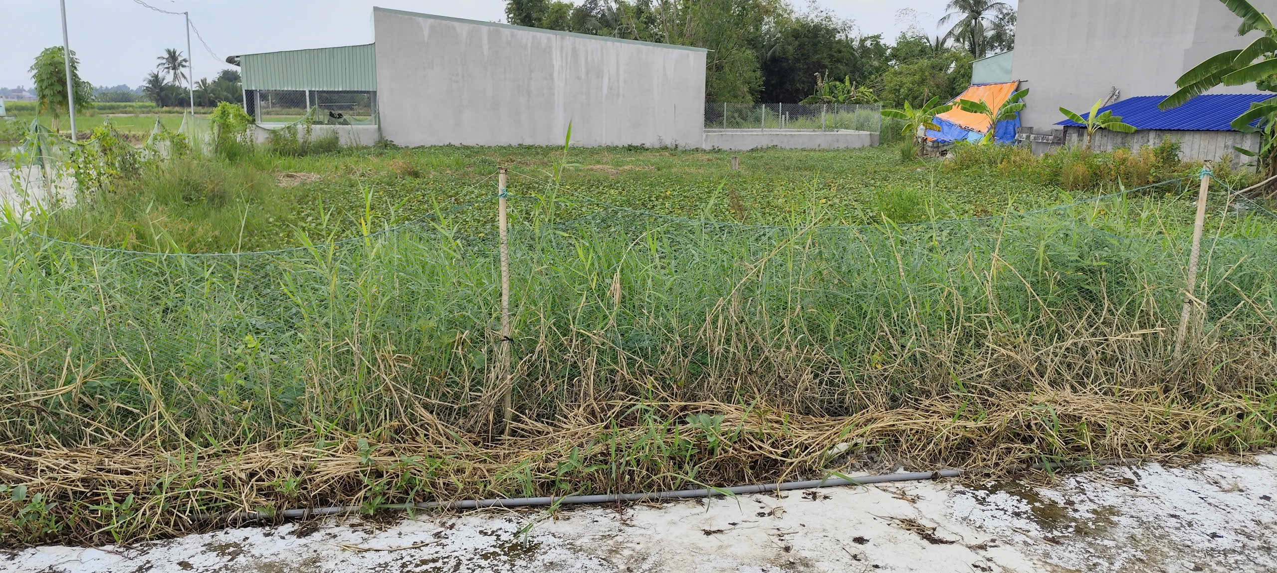 Cần tiền bán gấp lô đất 2 mặt tiền tại xã Phước Vân, Cần Đước, Long An – Giá tốt cho nhà đầu tư