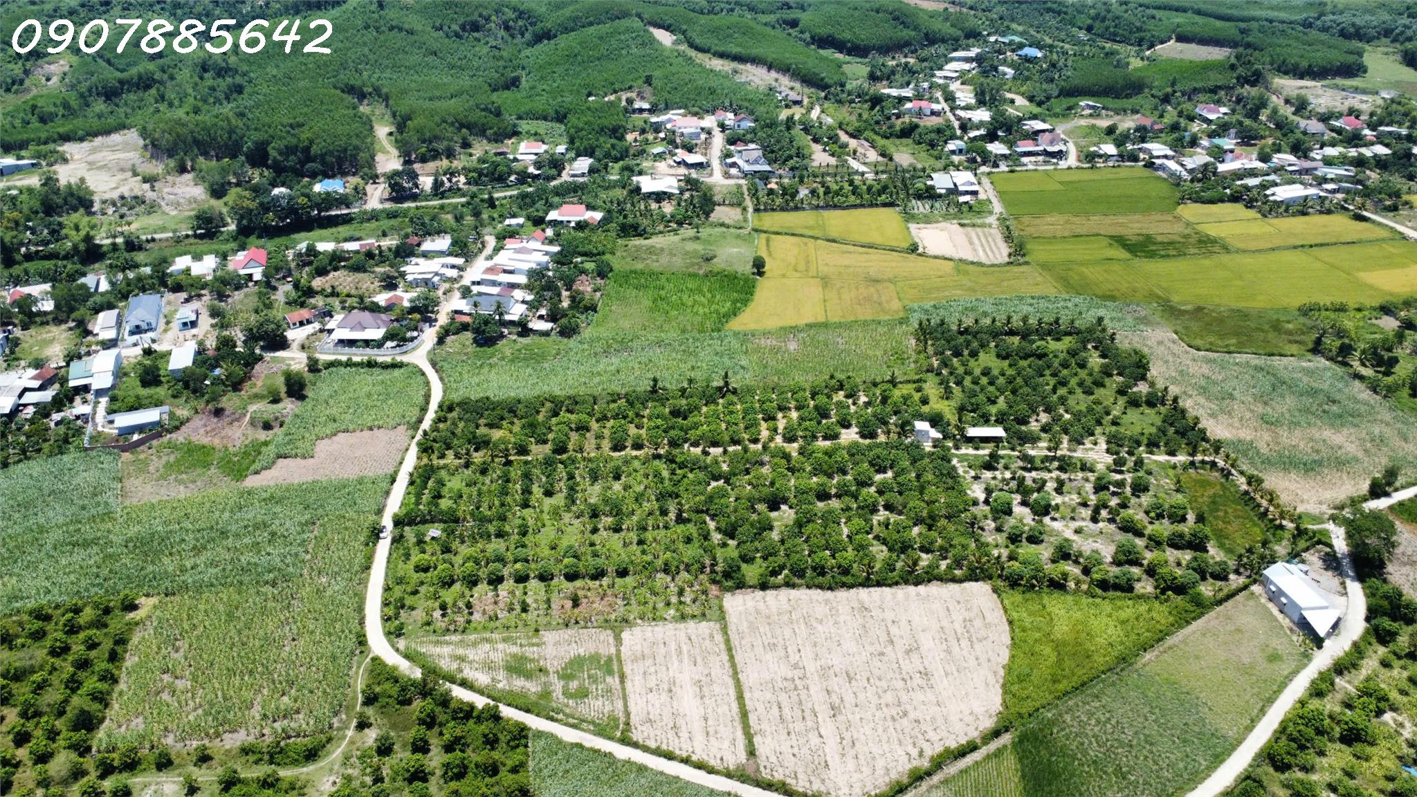 BÁN ĐẤT VƯỜN GIÁ RẼTẠI NHA TRANG KHÁNH HOÀ