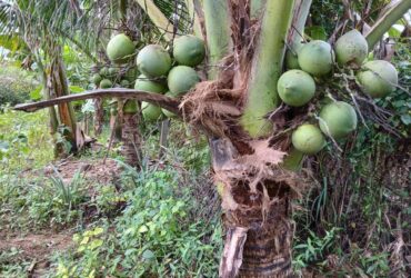 ĐẤT VƯỜN CẦN BÁN TẠI KHÁNH HOÀ