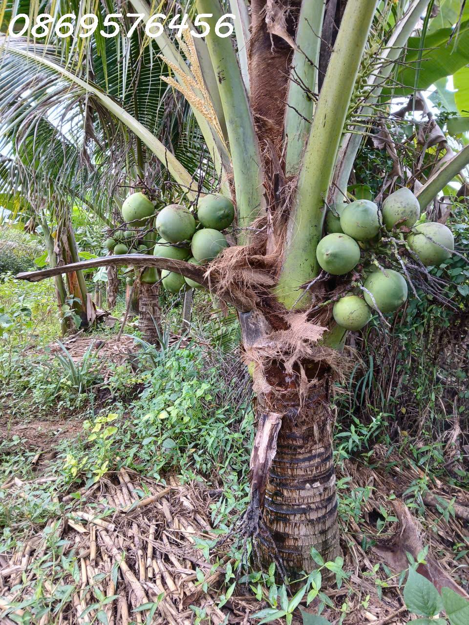 ĐẤT VƯỜN CẦN BÁN TẠI KHÁNH HOÀ