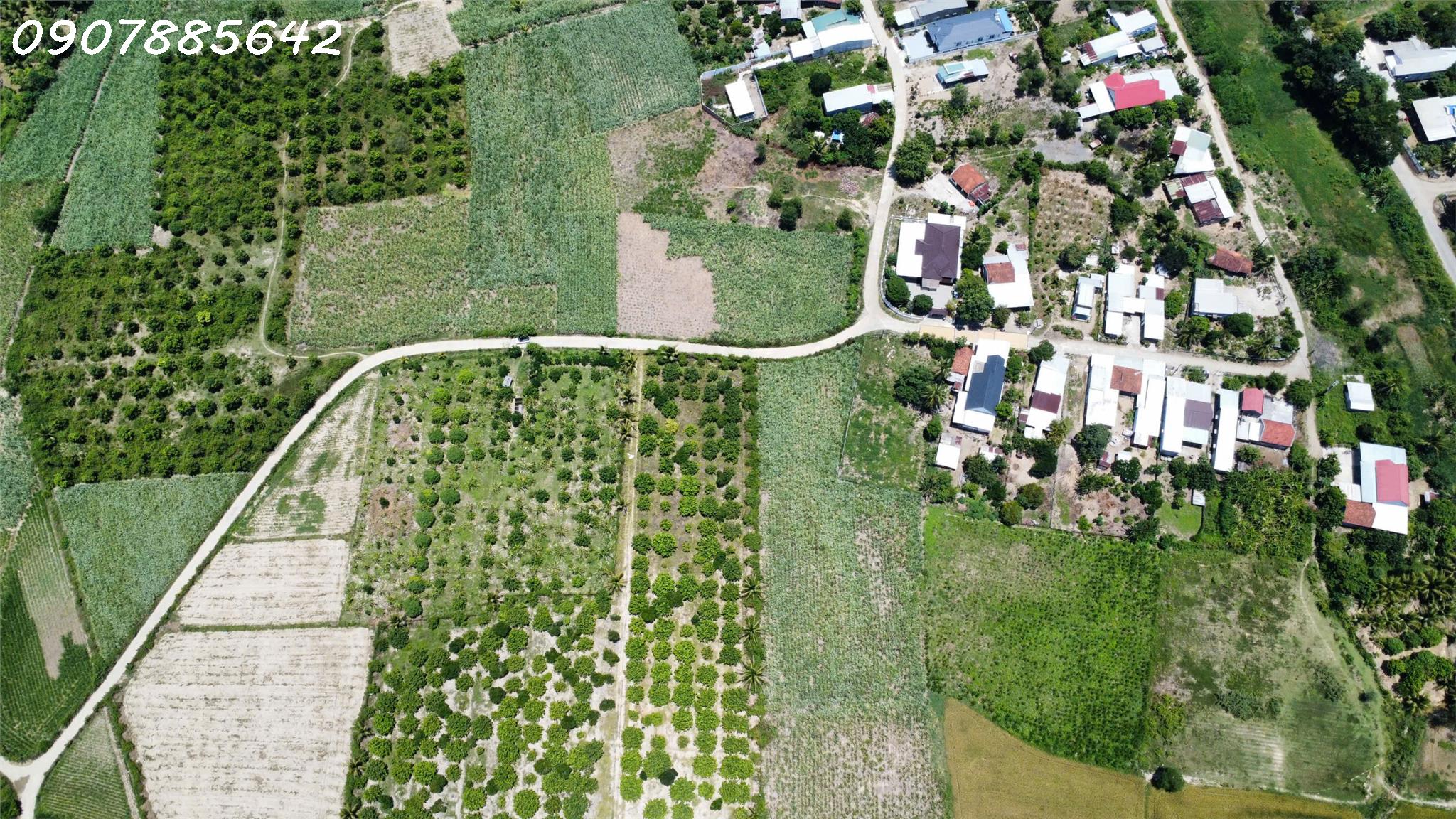 CẦN BÁN MẢNH ĐẤT VƯỜN TẠI X.DIÊN LÂM – KHÁNH HOÀ