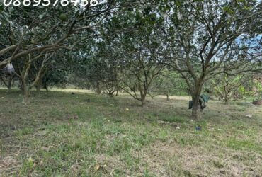 ĐẤT VƯỜN KHÁNH HOÀ CHỈ 150 TRIỆU MÀ SỞ HỮU TỚI 500 MÉT