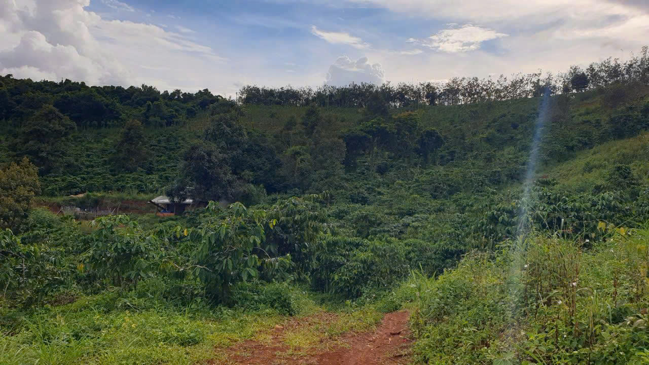 BÁN ĐẤT RẪY 4,04 HA – FULL CÀ PHÊ – BẮC GIA NGHĨA, LÂM ĐỒNG