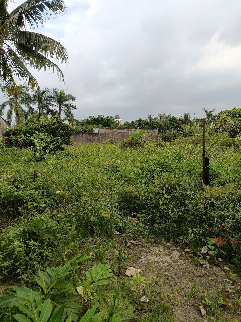 Cho thuê đất diện tích lớn – Phù hợp làm kho bãi, sân thể thao hoặc cà phê sân vườn