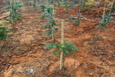 Bán đất tại xã Đạ Sar, Lạc Dương, Lâm Đồng, 400 triệu/1000m2 đẹp, nhiều tiện ích